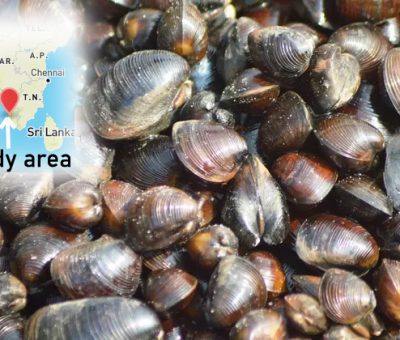 Sublethal exposure study of lead (Pb) on black clams to provide early warning information on marine pollution