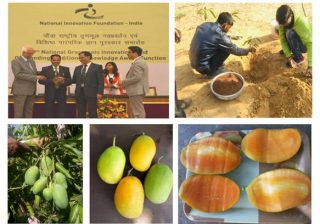 Kota farmer develops mango variety that bears fruits round the year
