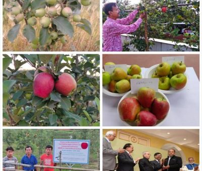Low-chilling apple variety developed by Himachal farmer spreads far & wide