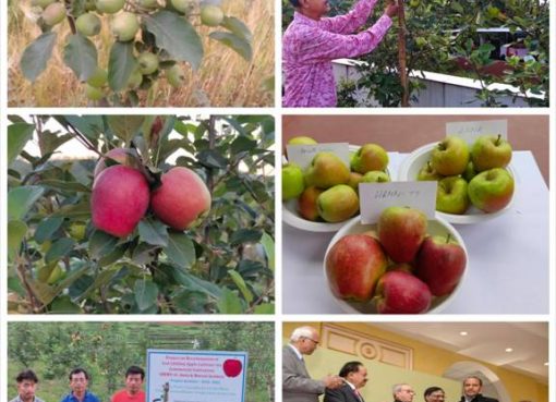 Low-chilling apple variety developed by Himachal farmer spreads far & wide