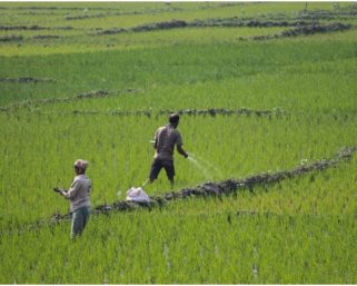 Scientists identify genes to improve fertilizer nitrogen use efficiency in rice