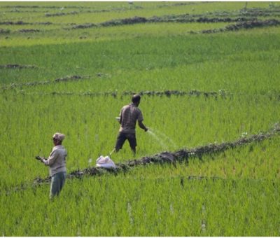 Scientists identify genes to improve fertilizer nitrogen use efficiency in rice