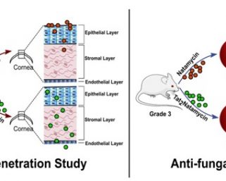 Scientists devise new strategy for combating fungal eye infection