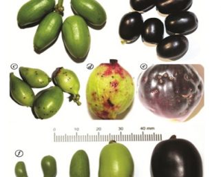 Researchers study egg-laying behaviour of wasps for designing specific pest control measures