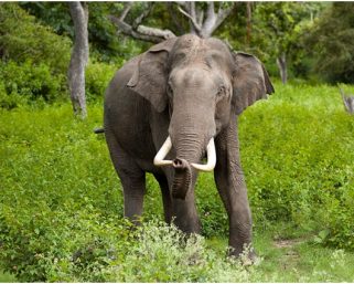 Asian young male elephants prefer to be solitary