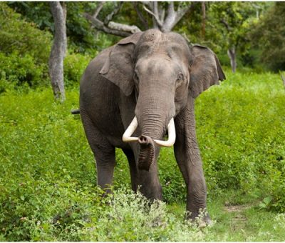 Asian young male elephants prefer to be solitary