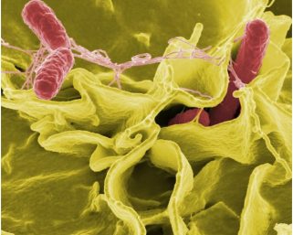 Study paves way for a new approach to fight infections