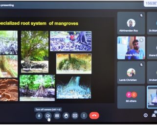 Mangroves under threat from growing human activities