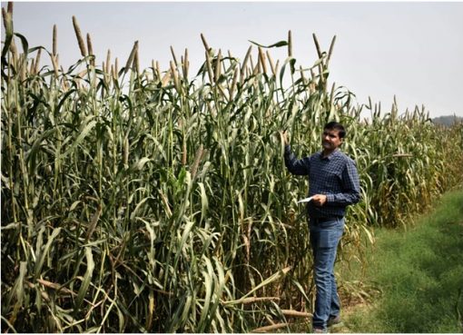 Must-Have Millets – A detailed look at nutri-cereals that offer food and nutritional security