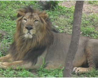 LaCONES-CCMB releases guidelines for COVID-19 testing in zoo animals